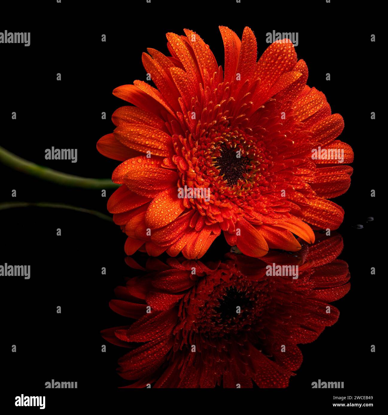 Orange Gerbera Stock Photo