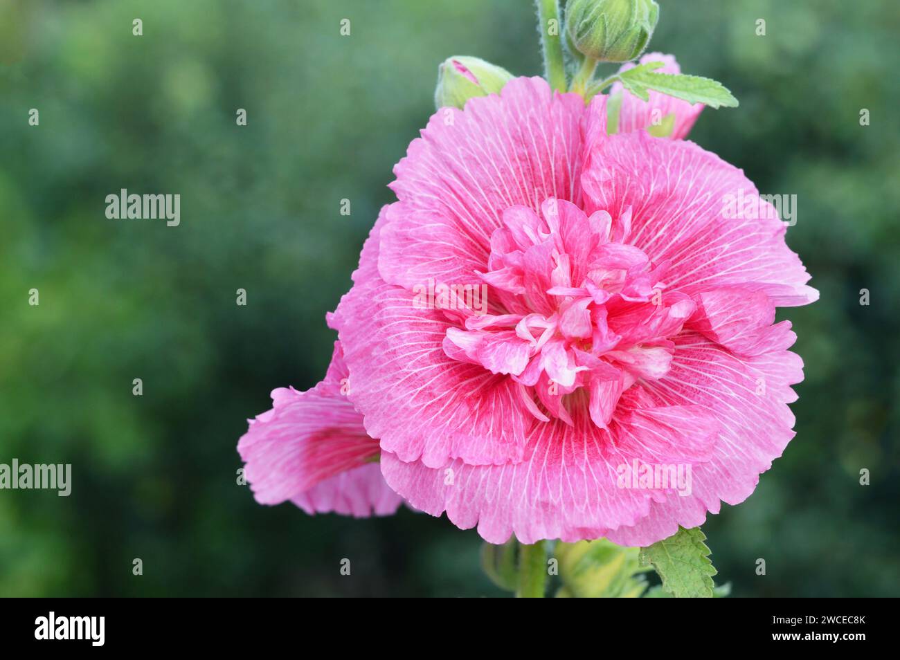 Tall hollyhock plant hi-res stock photography and images - Alamy