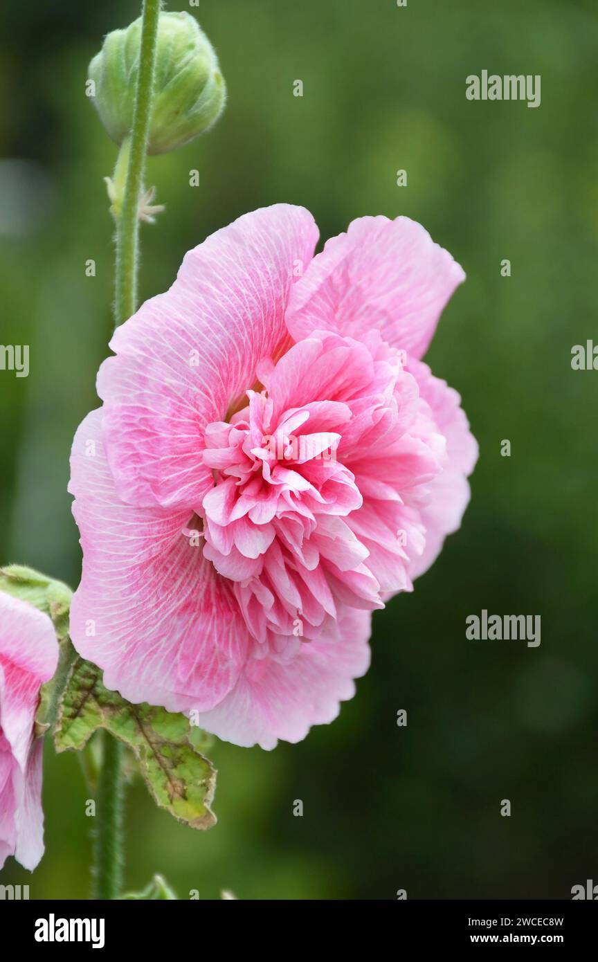 Tall hollyhock plant hi-res stock photography and images - Alamy