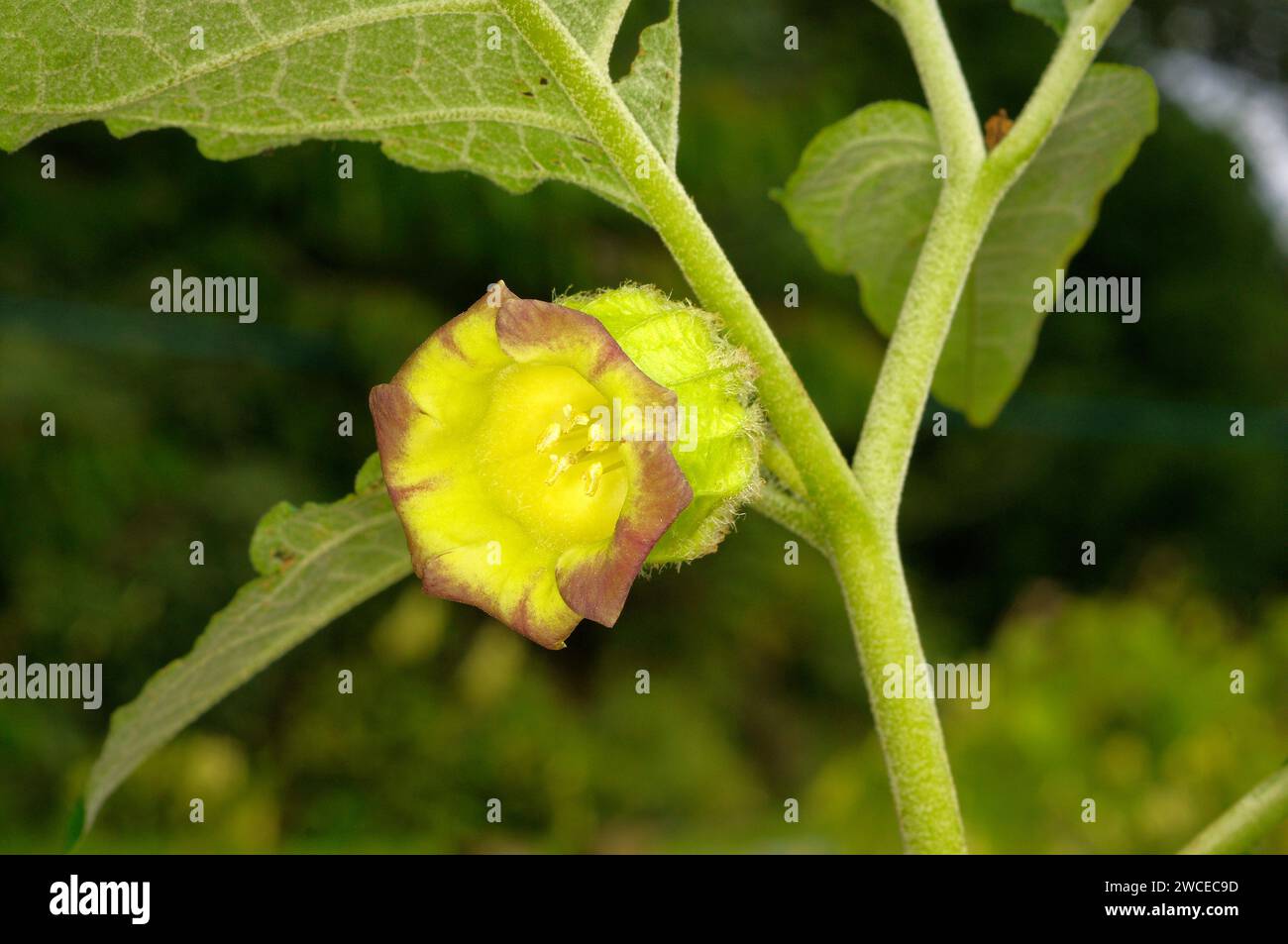 Anisodus luridus PAB 4925 'Asian Belladonna' FLOWER Stock Photo Alamy