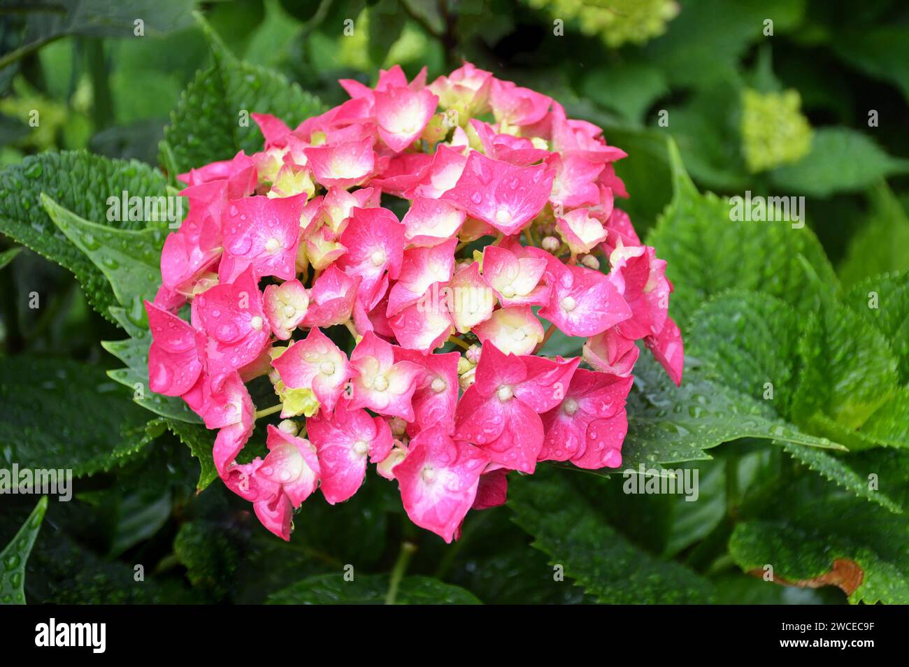 Pink hydrangea flower border hi-res stock photography and images - Alamy