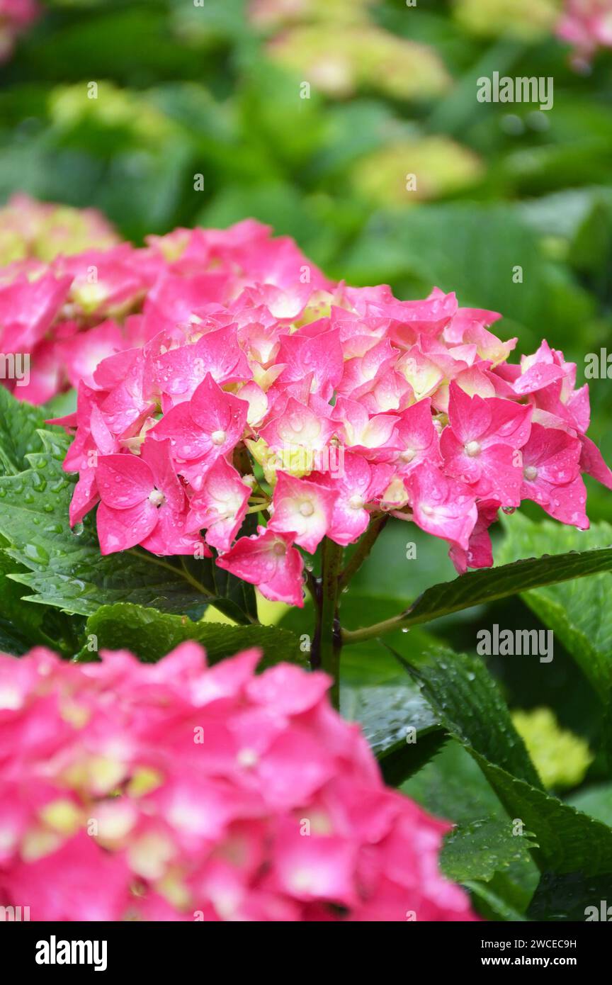 Pink hydrangea flowers background Stock Photo - Alamy
