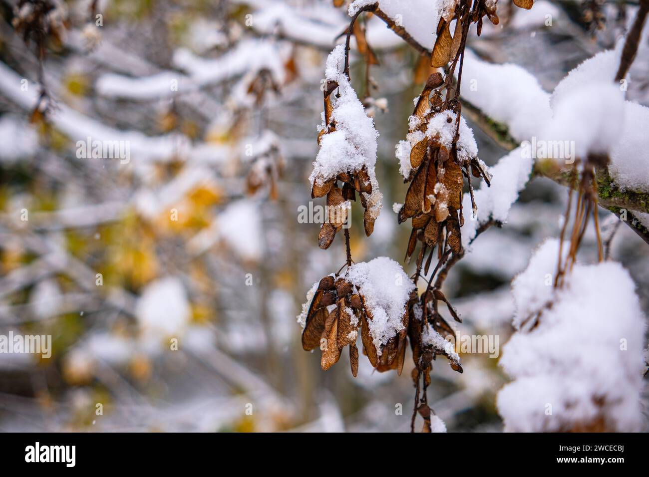 The branches of tree bent under the weight of the adhering snow ...