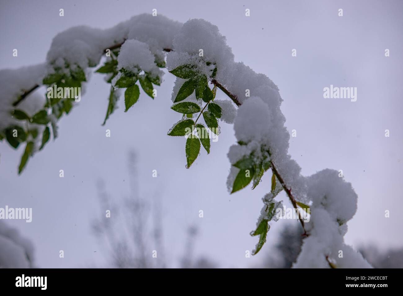 The branches of the rosehip bush bent under the weight of the adhering ...