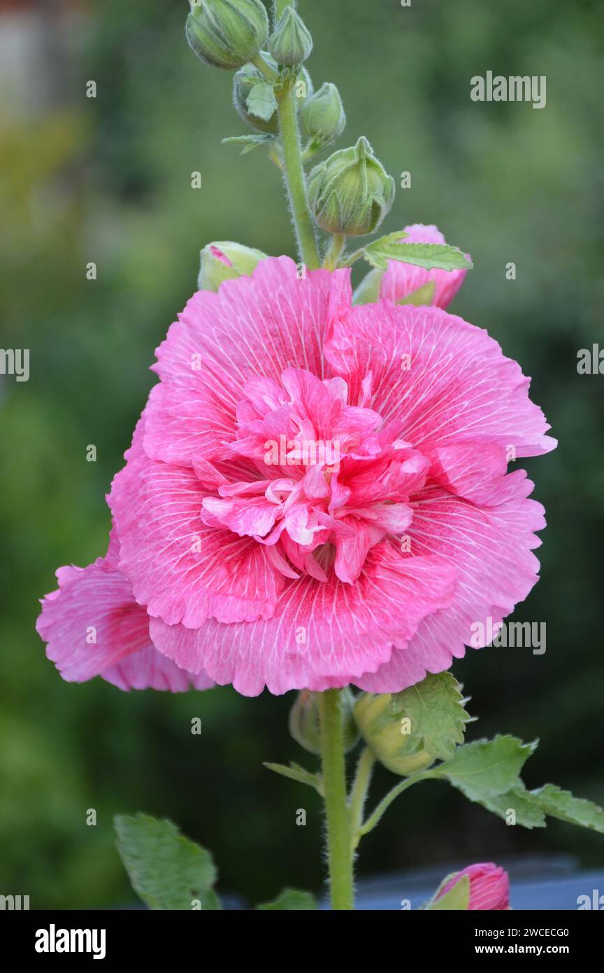 Tall hollyhock plant hi-res stock photography and images - Alamy