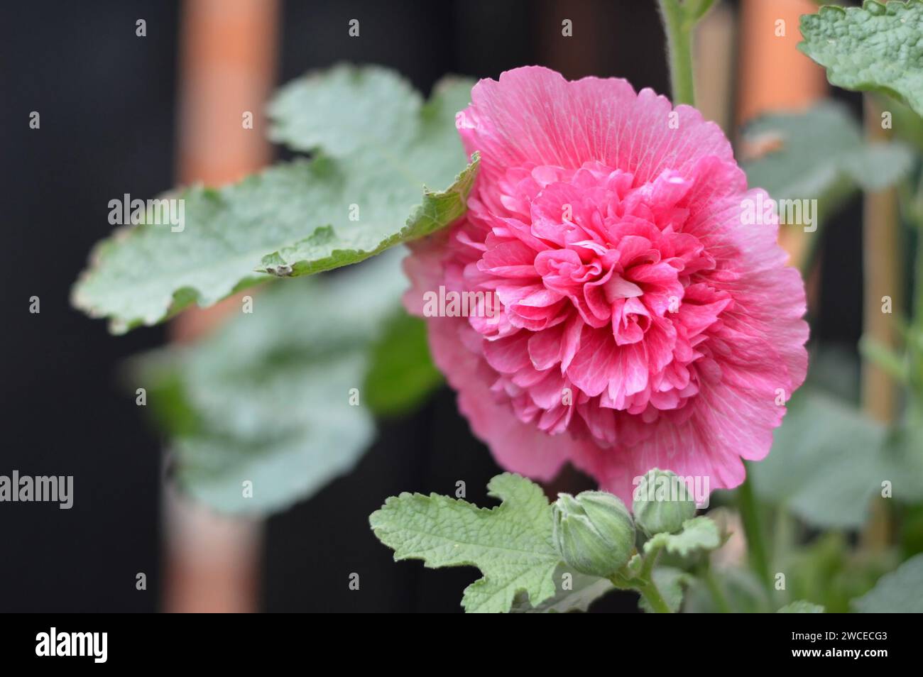 Tall hollyhock plant hi-res stock photography and images - Alamy