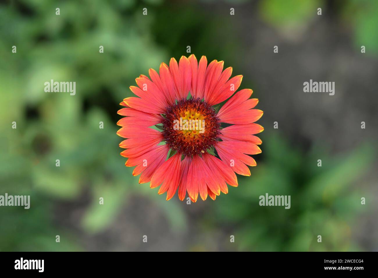Gaillardia burgundy flower, macro image, top view Stock Photo