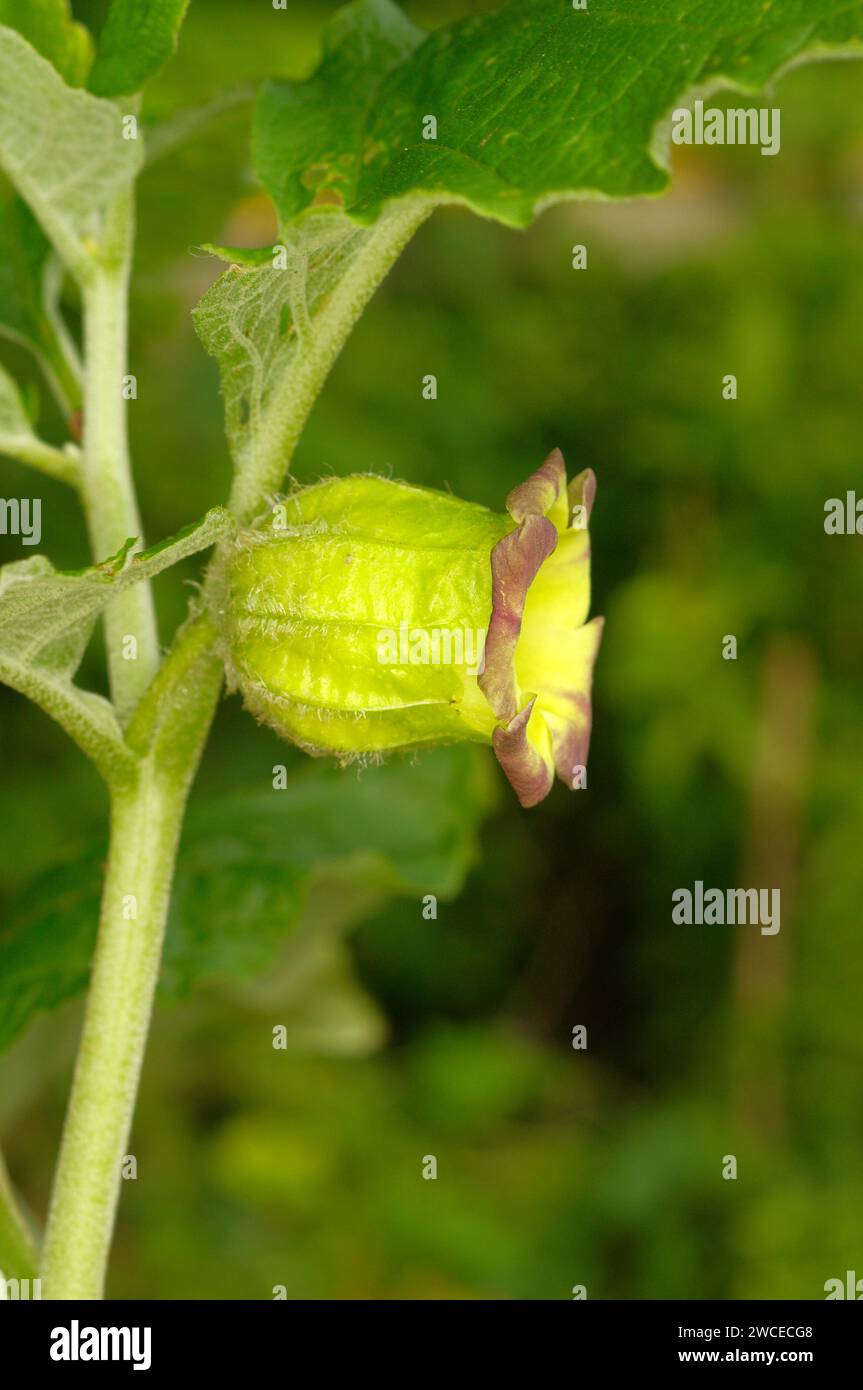 Anisodus luridus PAB 4925 'Asian Belladonna' FLOWER Stock Photo Alamy