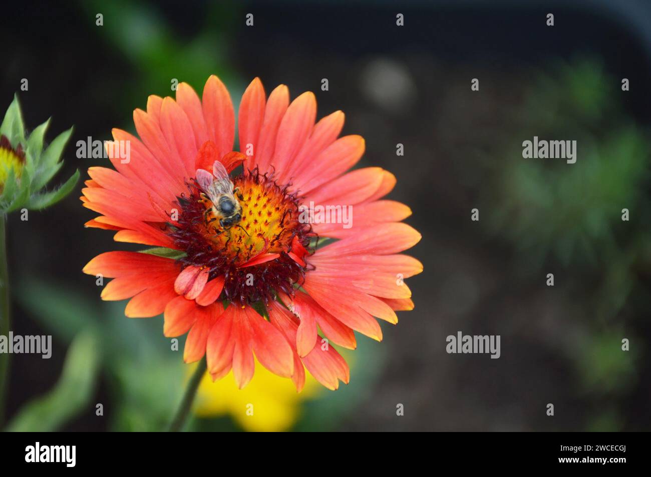 Bee and red gaillardia flower Stock Photo
