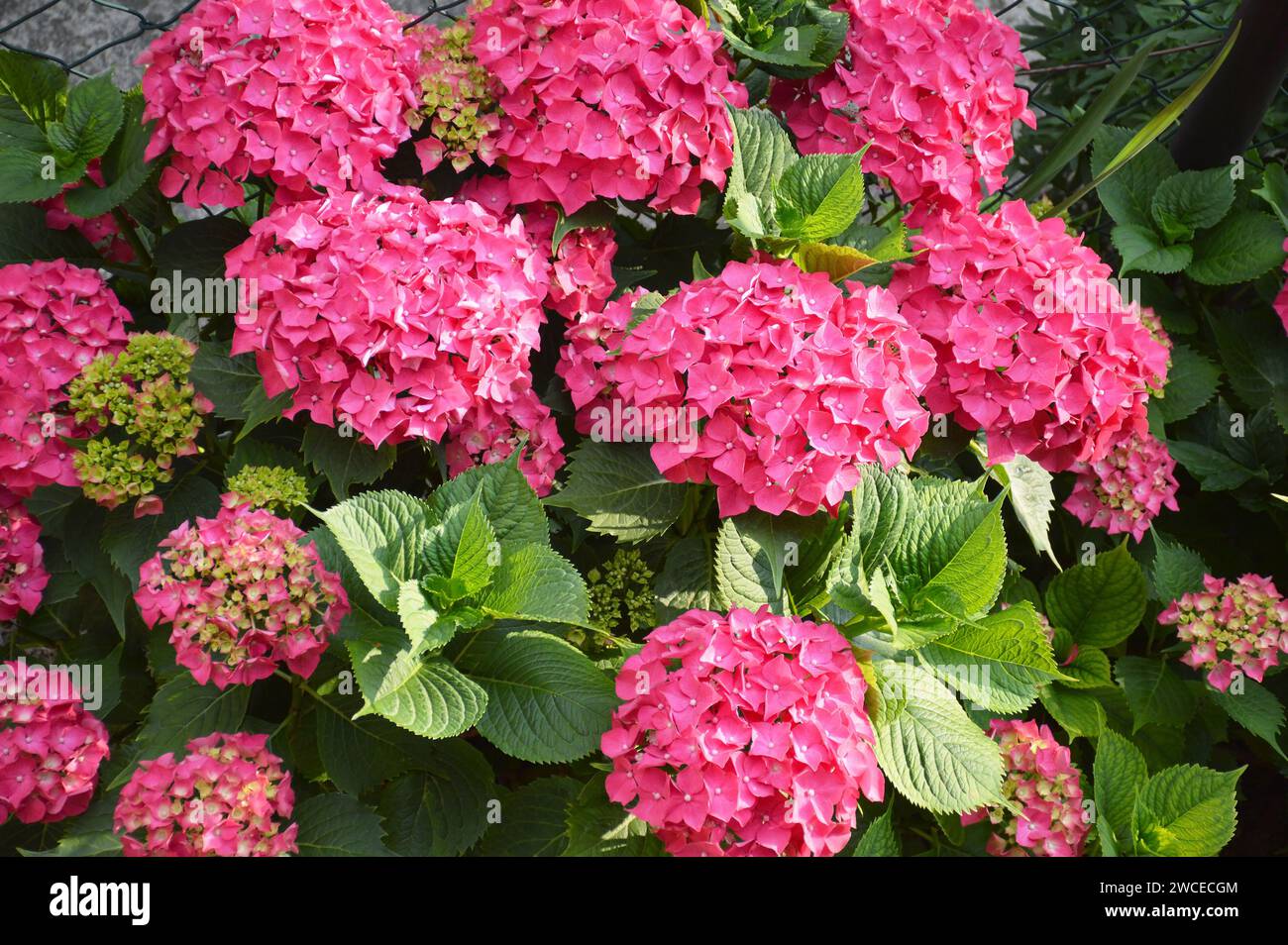 Pink hydrangea flowers background Stock Photo