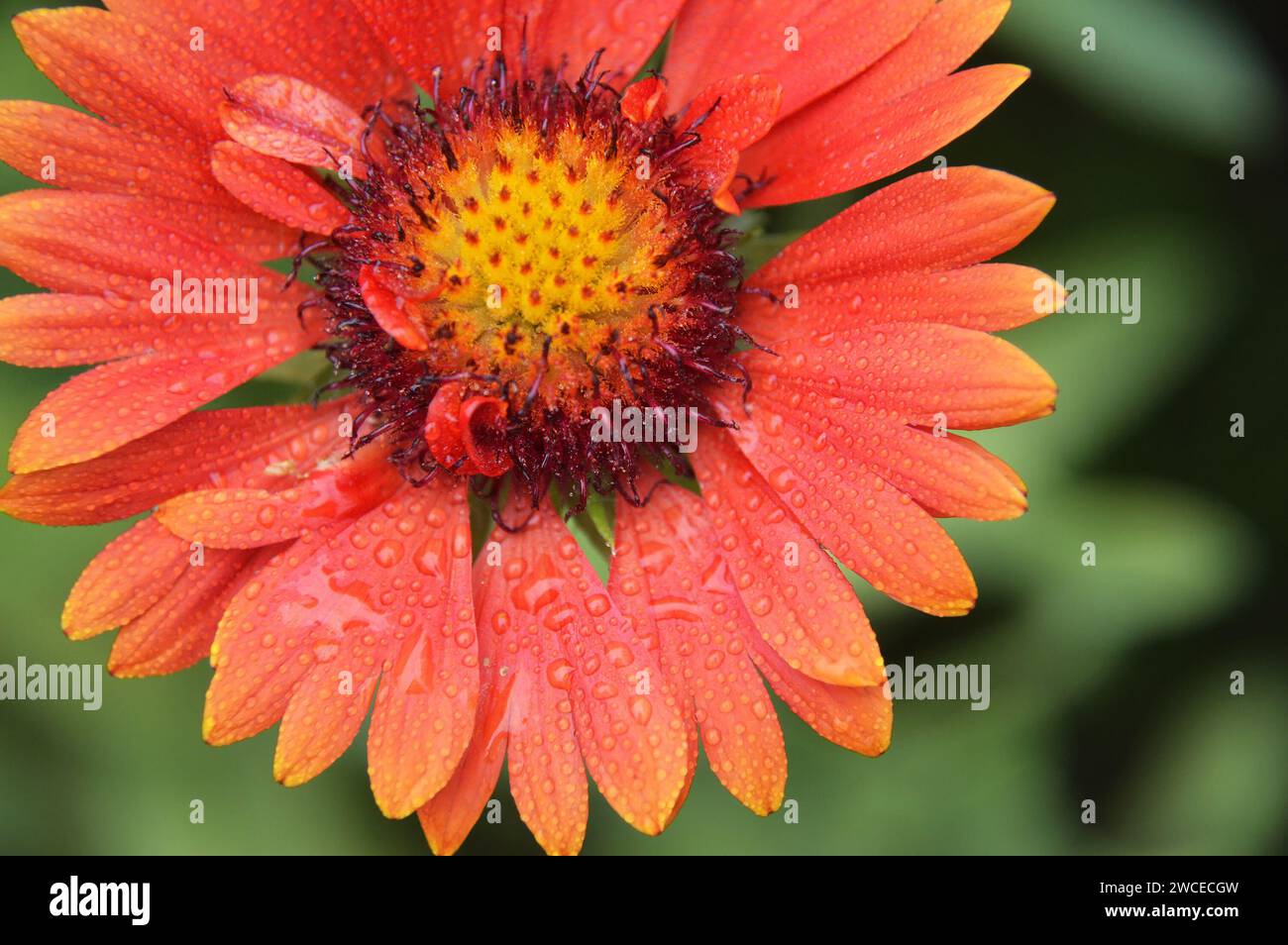 Red blanket flower (Gaillardia burgundy), macro image Stock Photo