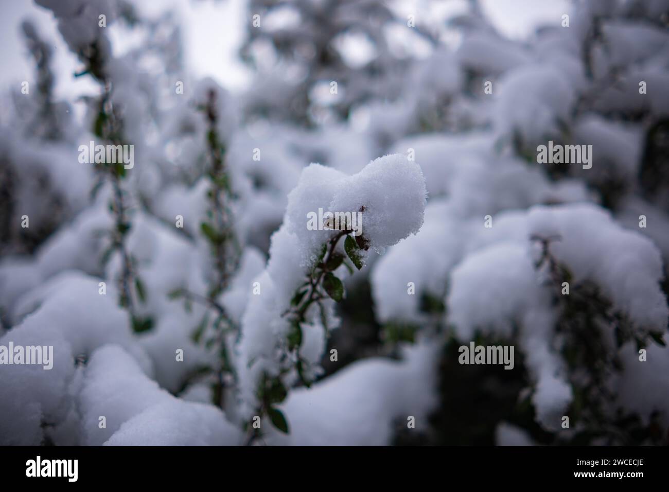 The branches of bush bent under the weight of the adhering snow ...