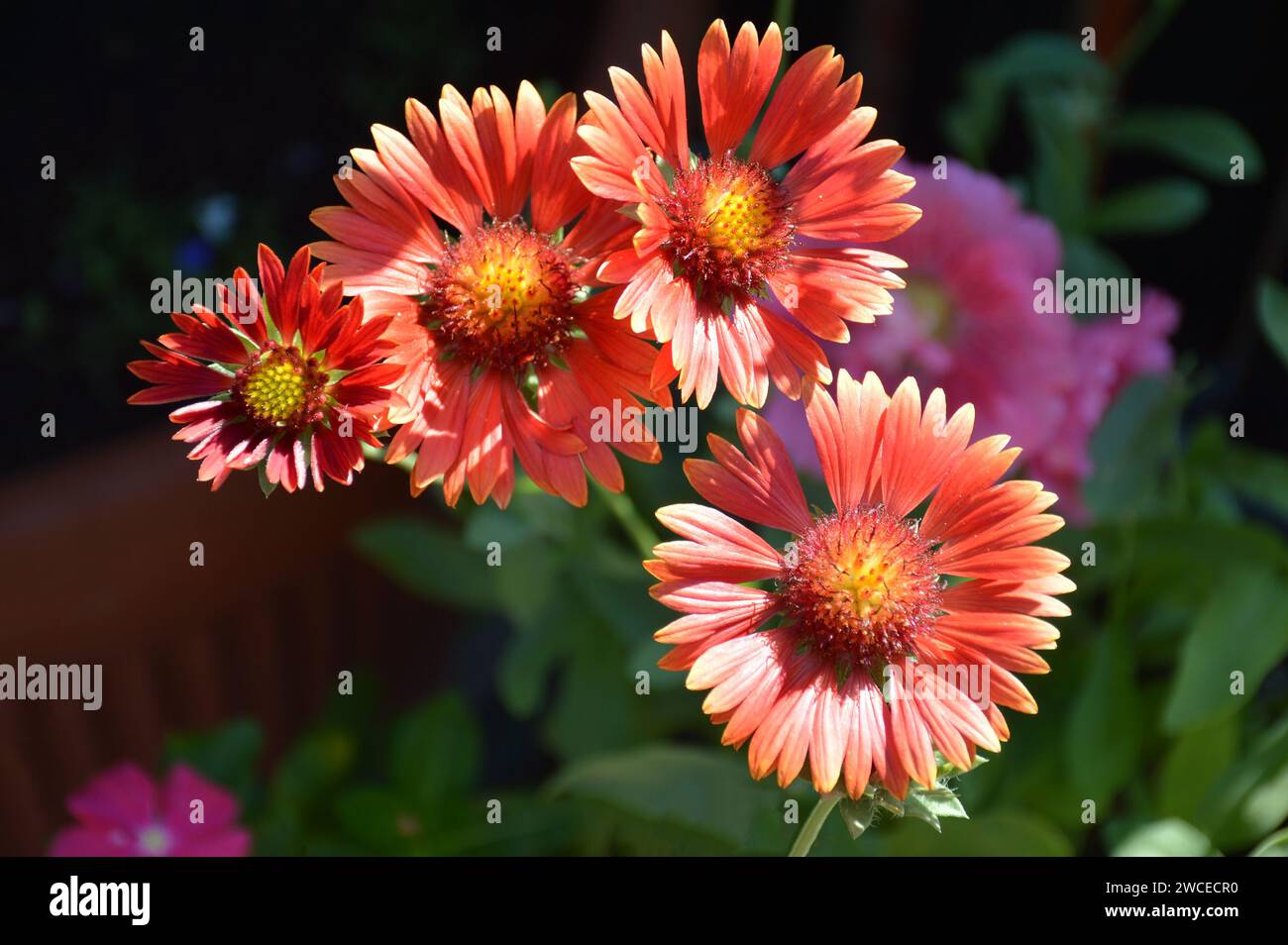 Gaillardia burgundy (Red blanket flower) in the garden, top view Stock Photo