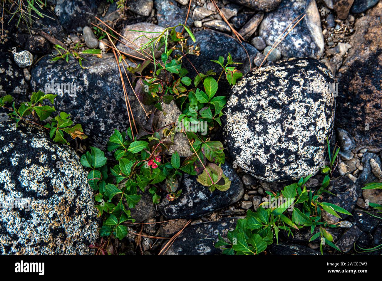 Forest floor, Spokane County, Washington, USA Stock Photo