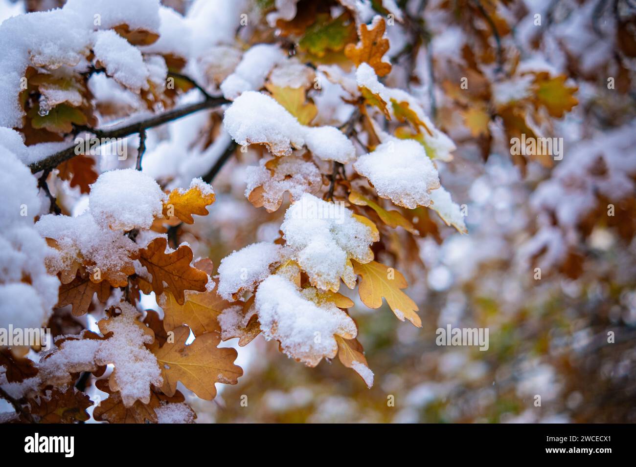 Oak branch with yellow leaves under the adhering snow. Oak yellow leaves on a branch covered with snow close-up Stock Photo