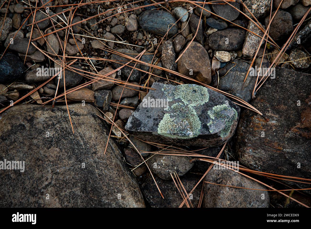 Forest floor, Spokane County, Washington, USA Stock Photo