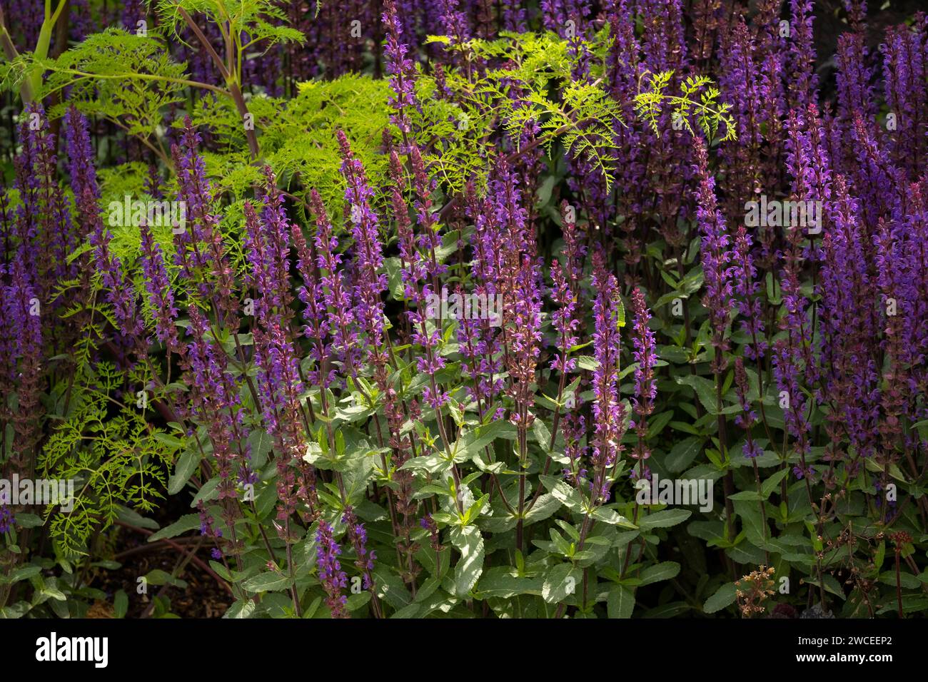 Salvia caradonna in the RHS Iconic Horticultural Hero Garden designed by Carol Klein Stock Photo