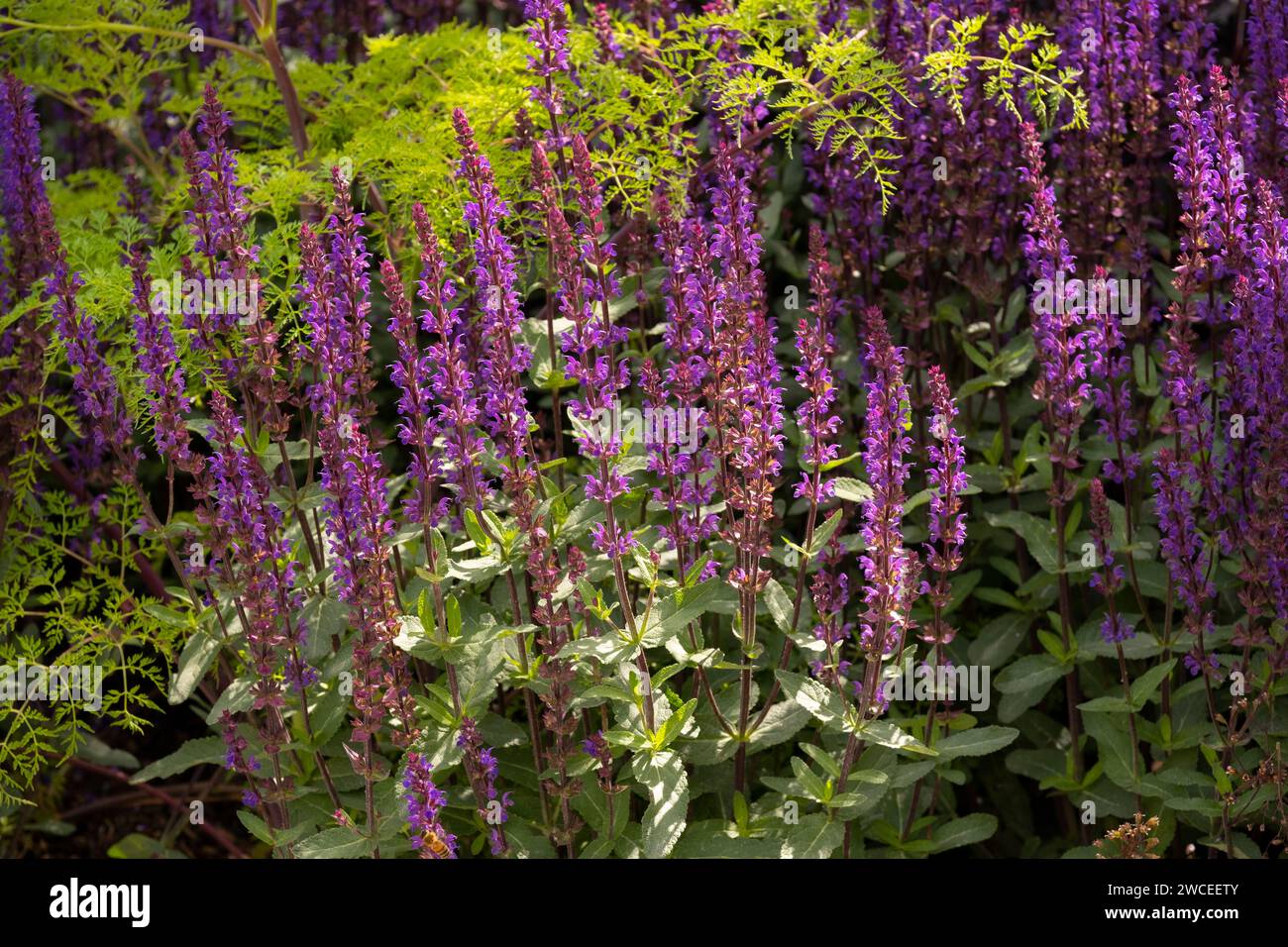Salvia caradonna in the RHS Iconic Horticultural Hero Garden designed by Carol Klein Stock Photo