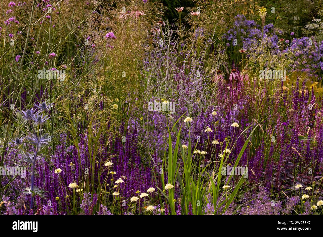 A combination of Salvia caradonna, grasses, Perovskia 'Blue Spire'  and Scabiosa in the Iconic Horticultural Hero Garden designed by Carol Klein Stock Photo