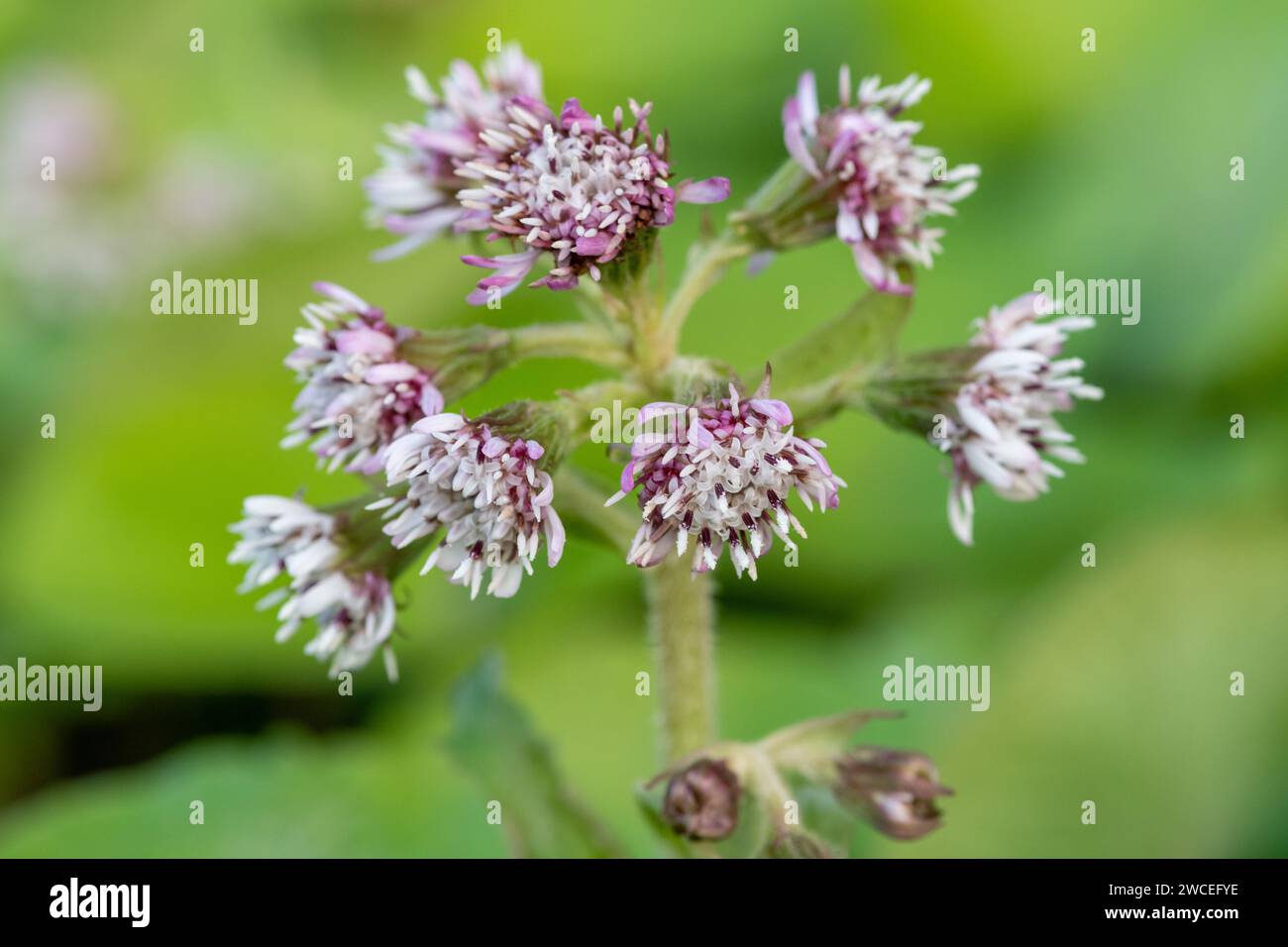 Close up of winter heliotrope (petasites pyrenaicus) flowers in bloom Stock Photo