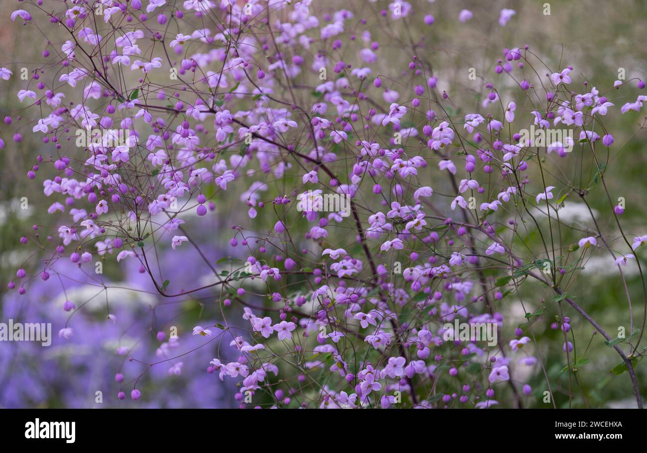 Thalictrum 'Elin' in the Inconic Agricultural Hero Garden designed by Carol Klein Stock Photo