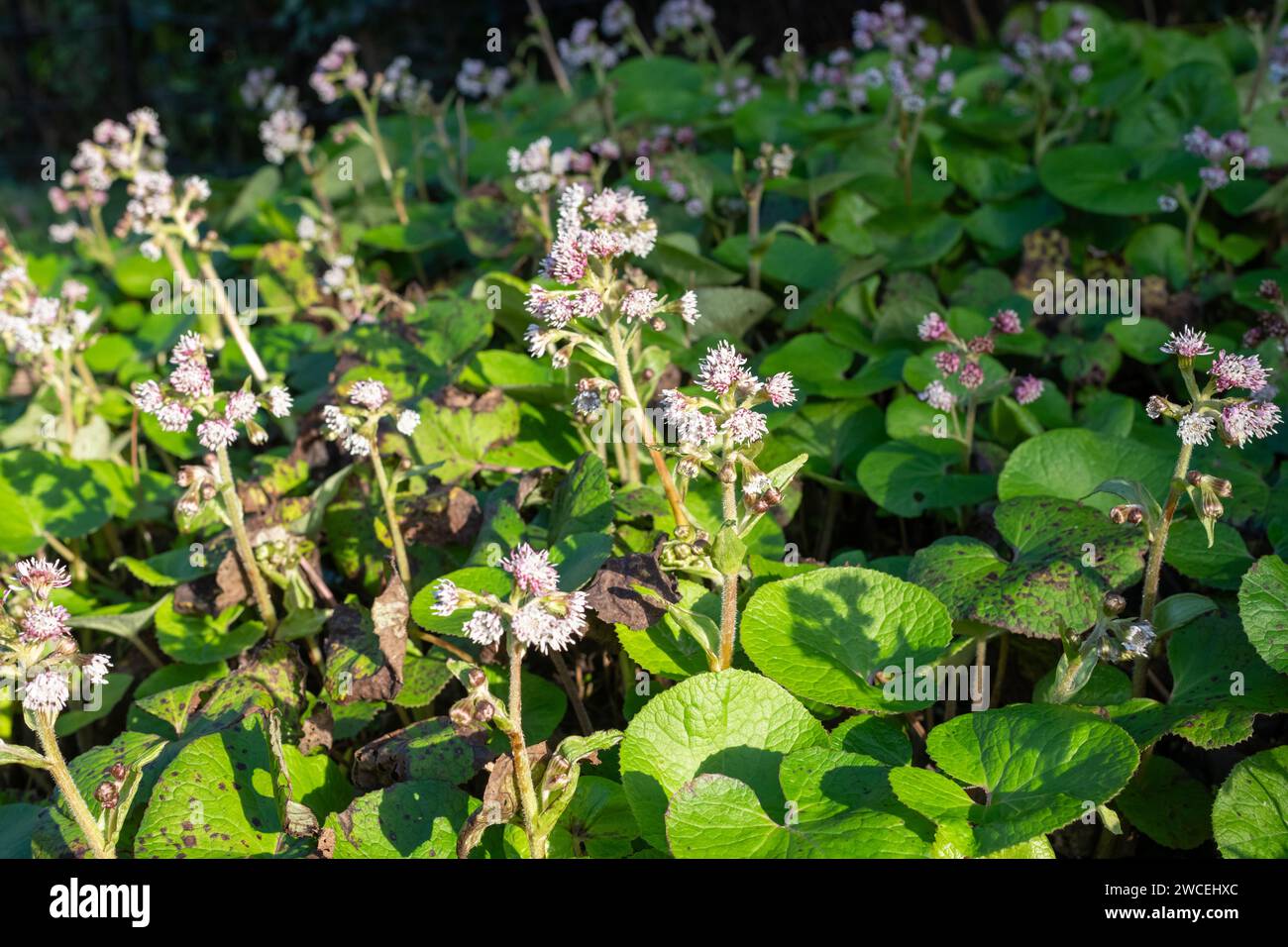 Close up of winter heliotrope (petasites pyrenaicus) flowers in bloom Stock Photo
