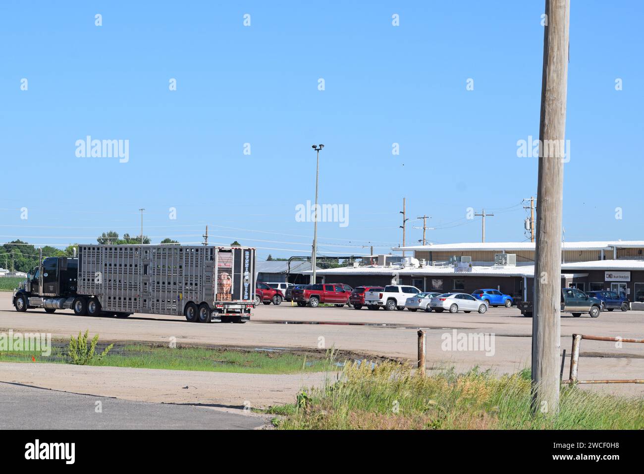 Cattle hauler hires stock photography and images Alamy