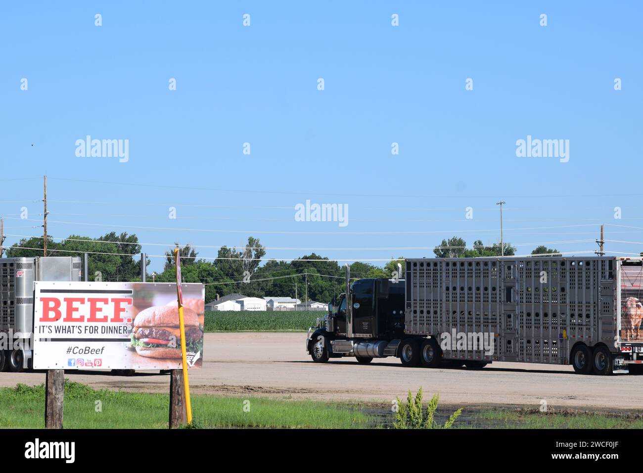 Cattle hauler parked in front of the Livestock Exchange in Brush