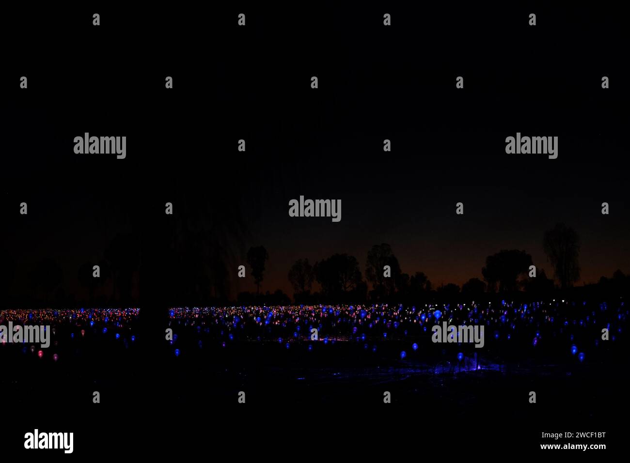 Trees in silhouette, dark afterglow against the multi coloured Field of Light, an art installation of frosted-glass spheres by artist Bruce Munro Stock Photo