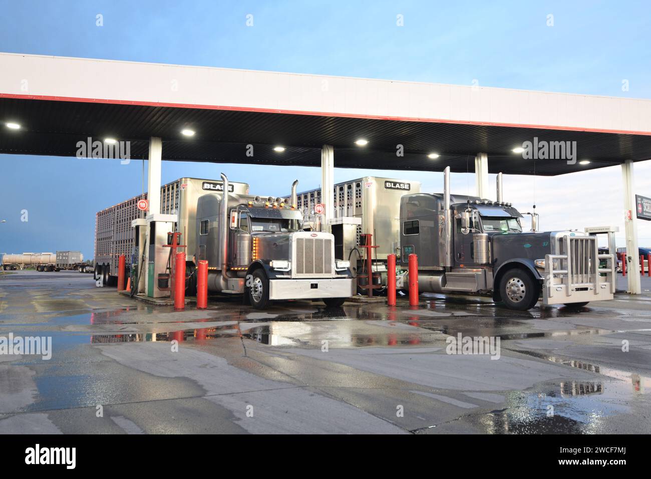 Semitrucks (cattle haulers) filling up with diesel fuel at a Sapp Brothers truck stop in