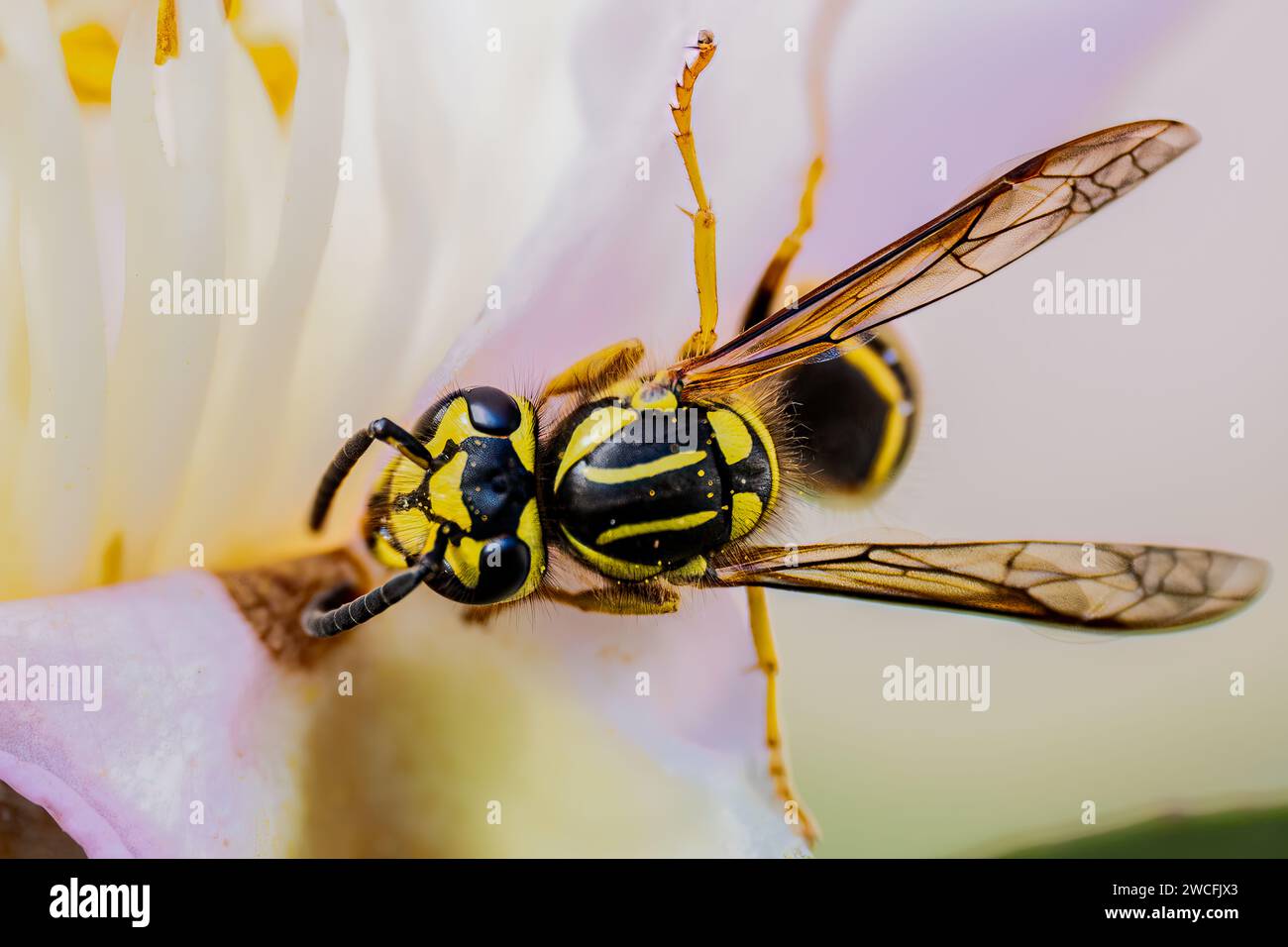 Macro shot of Yellow Jacket Wasp Stock Photo