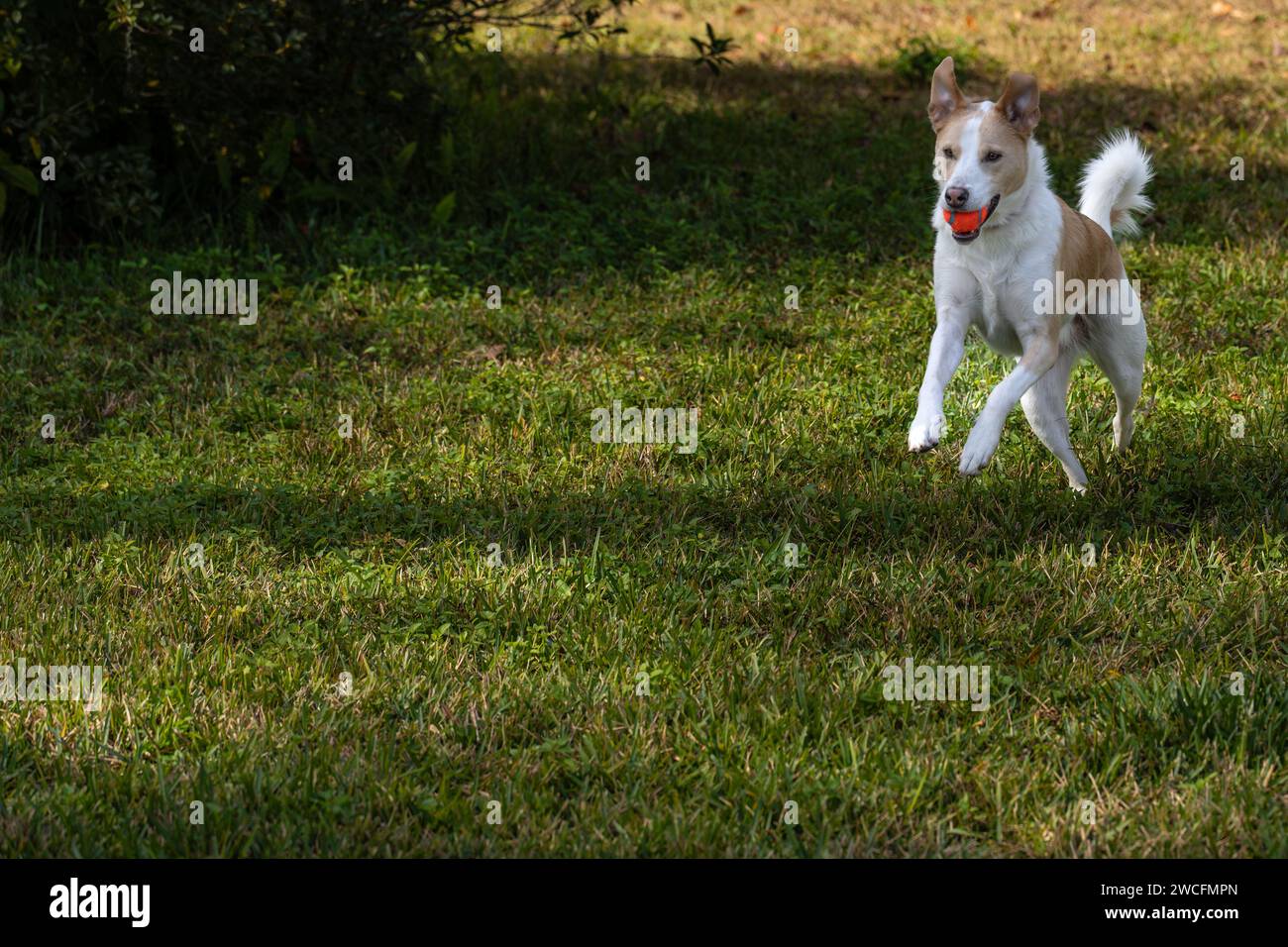 Dog running with ball in mouth Stock Photo