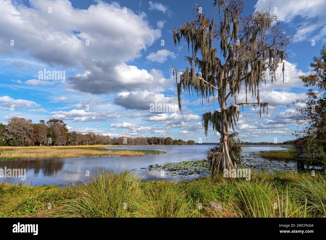 Spanish moss covered cypress tree Inverness Florida Stock Photo