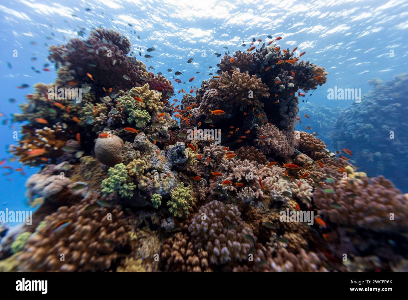 Healthy coral reef landscape with various hard corals Stock Photo - Alamy