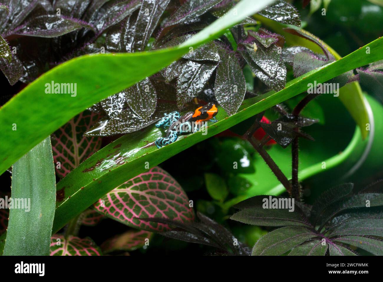 A captive bred male Ranitomeya benedicta, a species of poison dart frogs native to Peru, in a terrarium and carrying a tadpole on his back. Stock Photo
