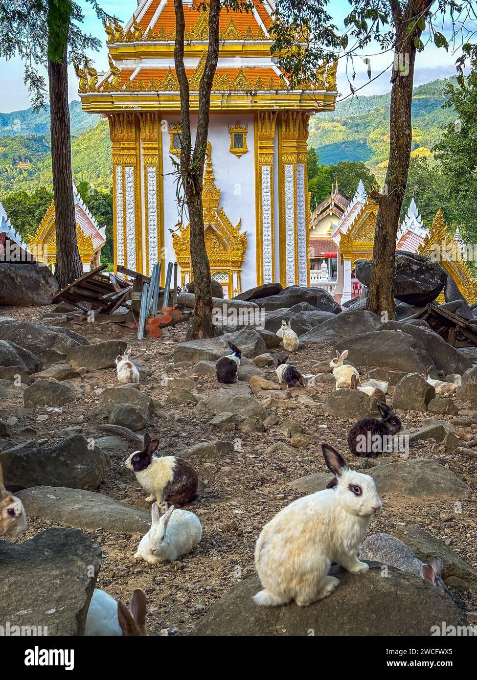 Gypsy Rabbit Temple Tiny mountain temple hi-res stock photography and images - Alamy