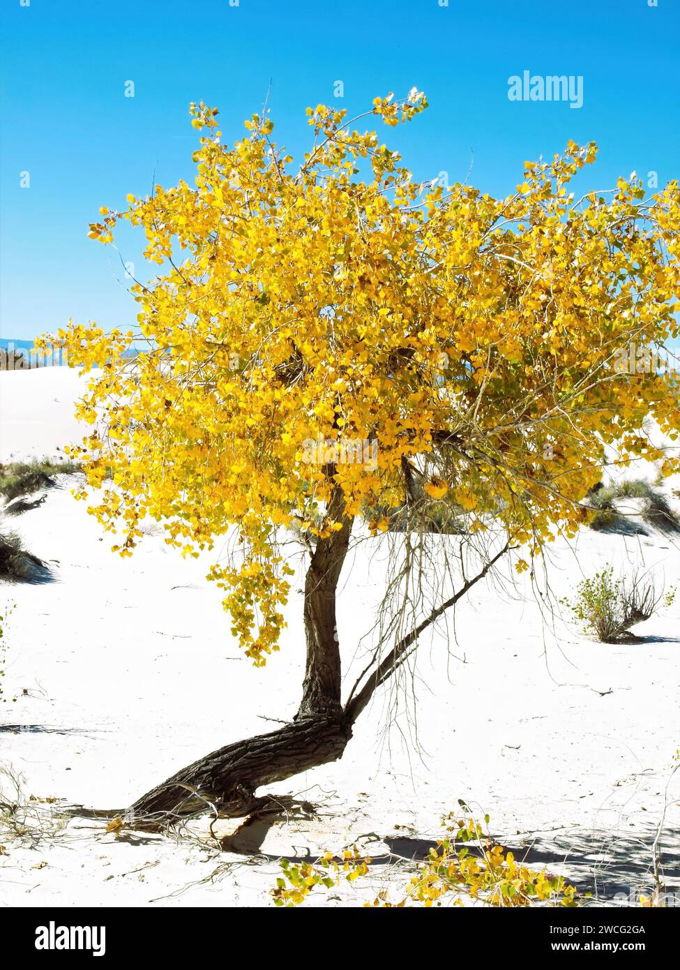 Solo golden autumn cottonwood tree at White Sands National Park Stock Photo