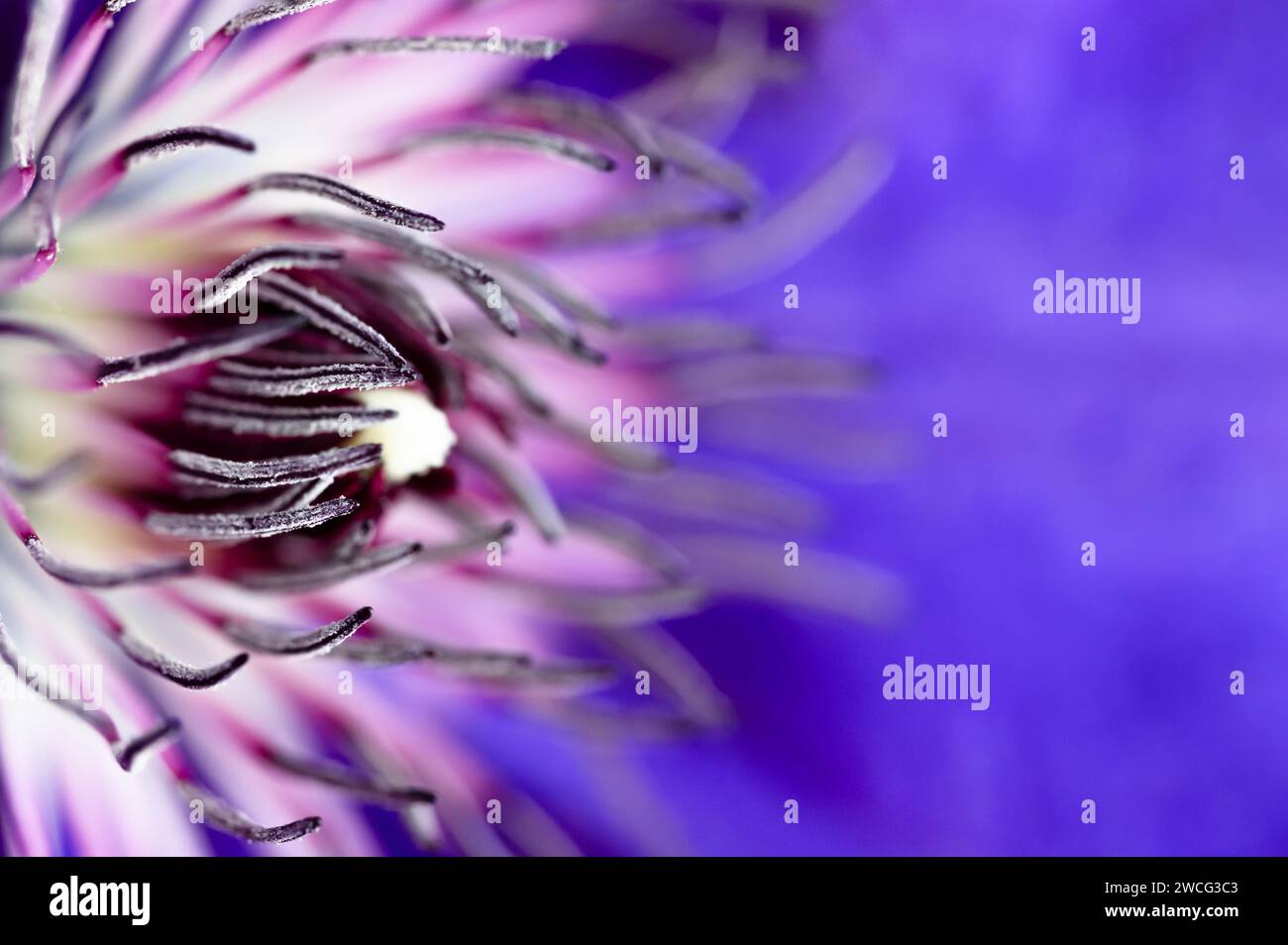 Abstract view of blue clematis flower Stock Photo