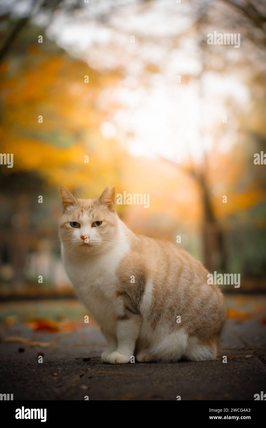 Grumpy Orange Cat Looking at the Camera in the Park. Autumn Season. Ginger Cat Stock Photo