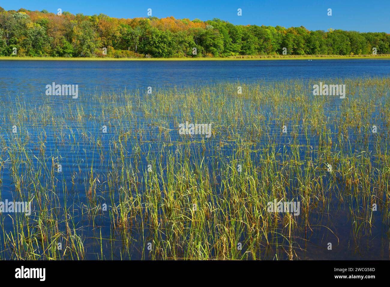 Mandy Lake, Rice Lake National Wildlife Refuge, Minnesota Stock Photo