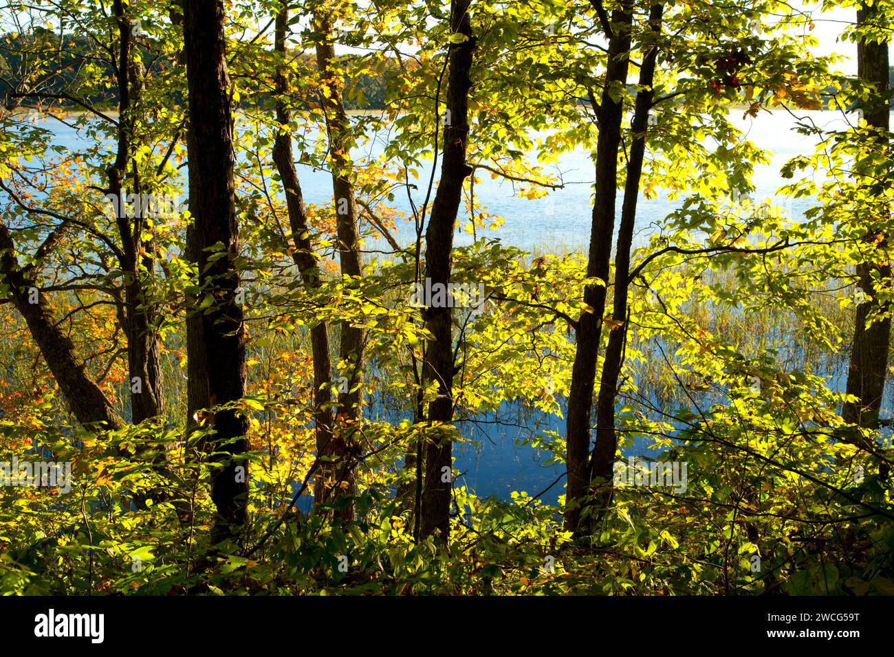 Forest along Mandy Lake Trail, Rice Lake National Wildlife Refuge