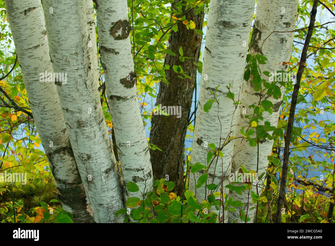 Mandy lake trail hi-res stock photography and images - Alamy