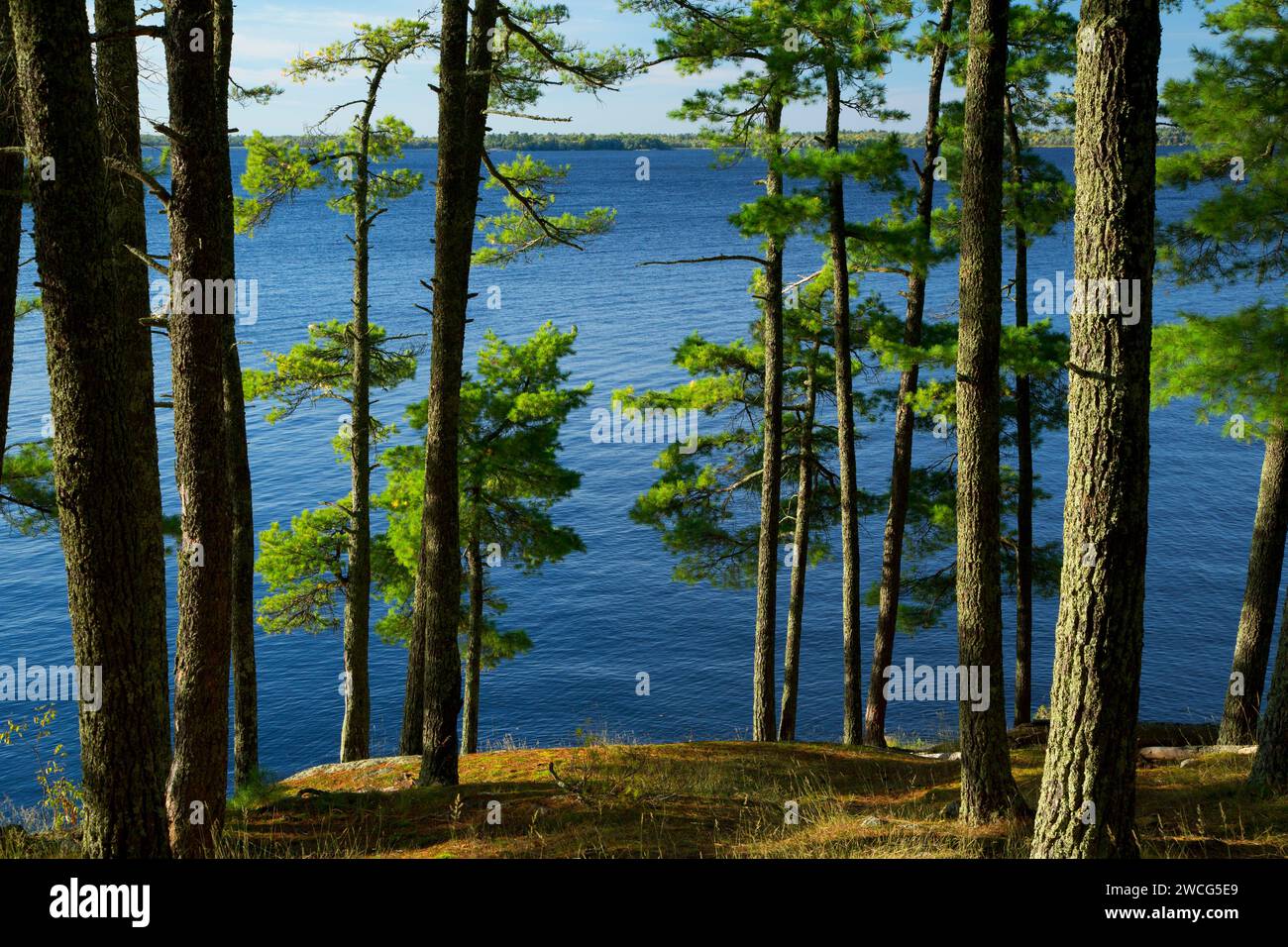 Pine on Kabetogama Lake, Woodenfrog State Forest Campground, Kabetogama State Forest, Voyageurs National Park, Minnesota Stock Photo