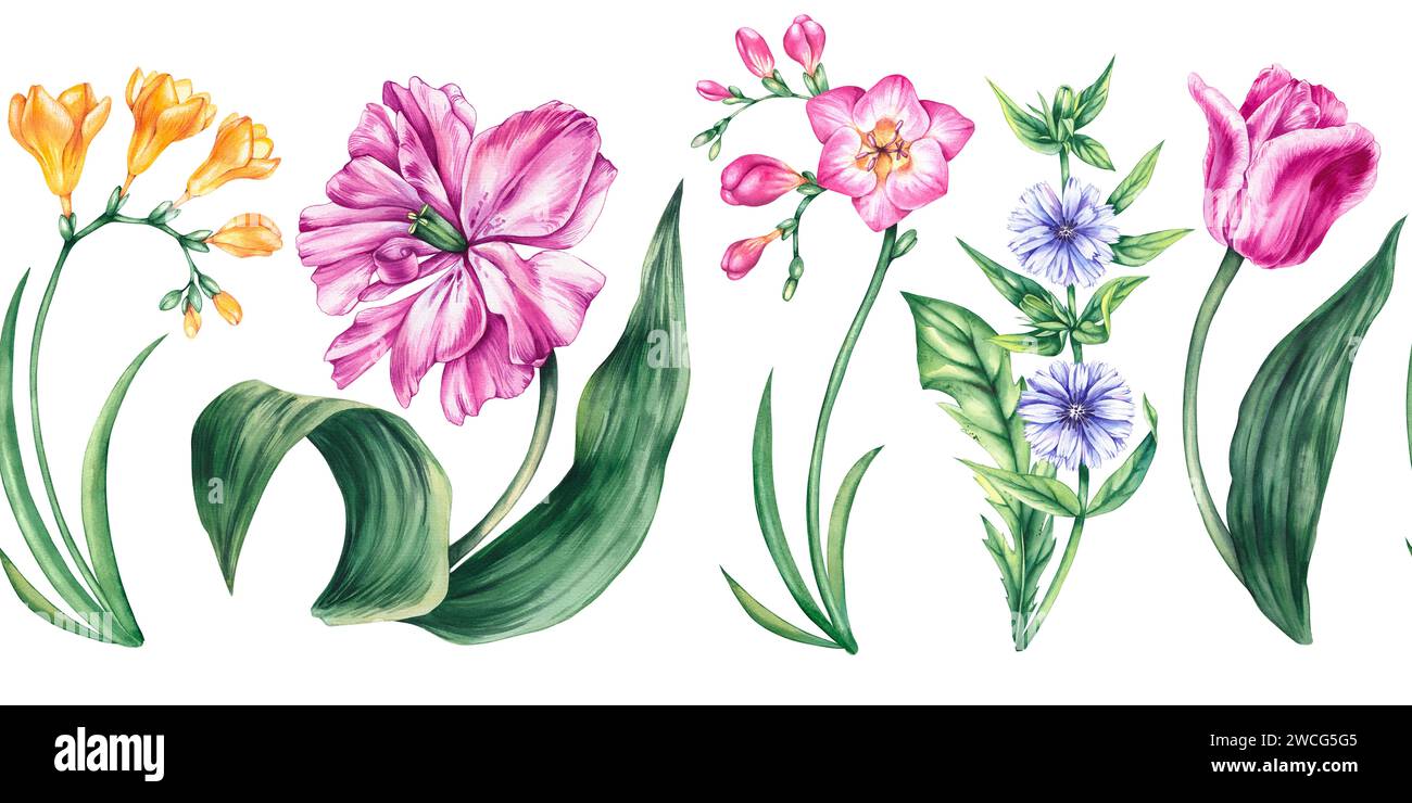 Watercolor horizontal seamless pattern of tulip, chicory, freesia flowers for design of fabrics, wallpapers, stickers, packaging, etc. Stock Photo