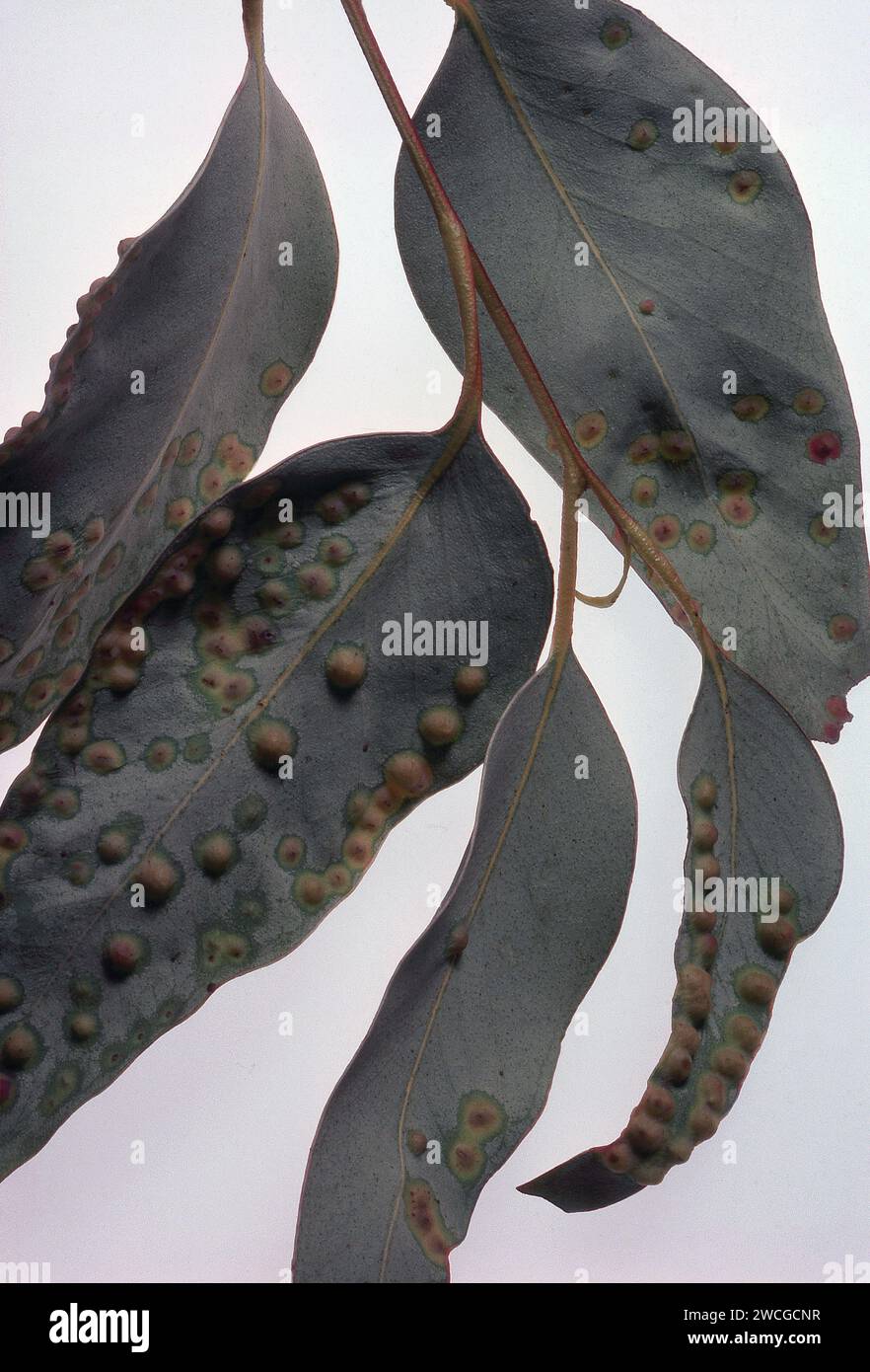 WASP GALLS OF THE FAMILY CURYTOMIDAE ON LEAVES OF EUCALYPTUS TREE Stock Photo Alamy