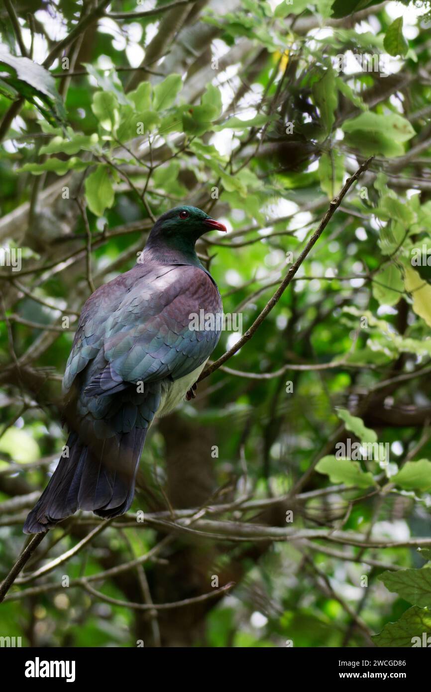 Kererū perched in tree Stock Photo