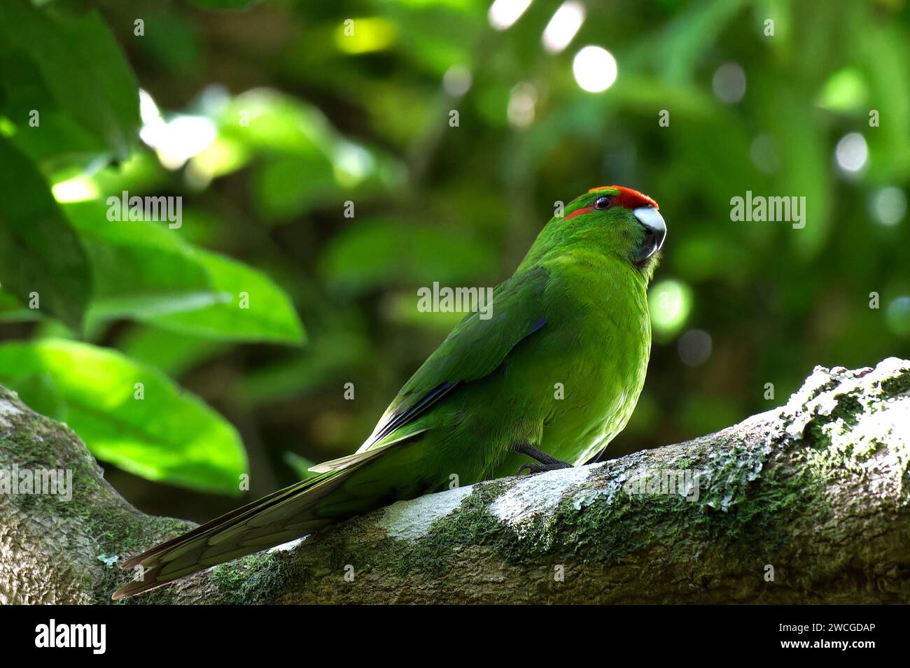 Kākāriki, New Zealand's Red-crowned parakeet Stock Photo