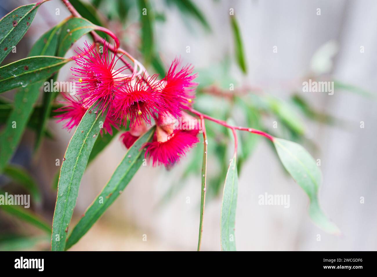 native Australian flowering gum eucalyptus dwarf with pink flowers ...
