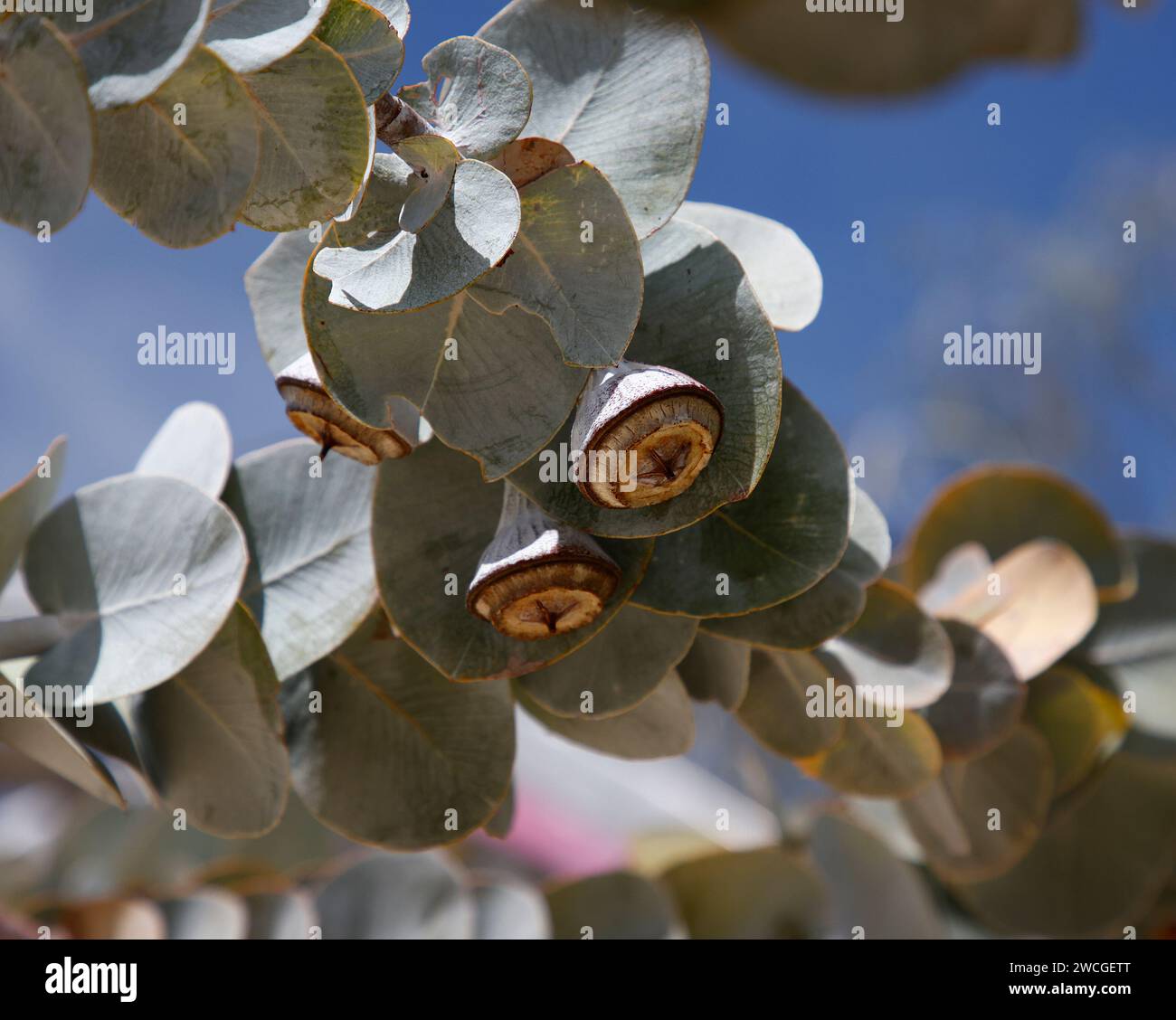 Closeup of the seedheads and silvery leaves of the rose mallee tree eucalyptus rhodantha. Stock Photo