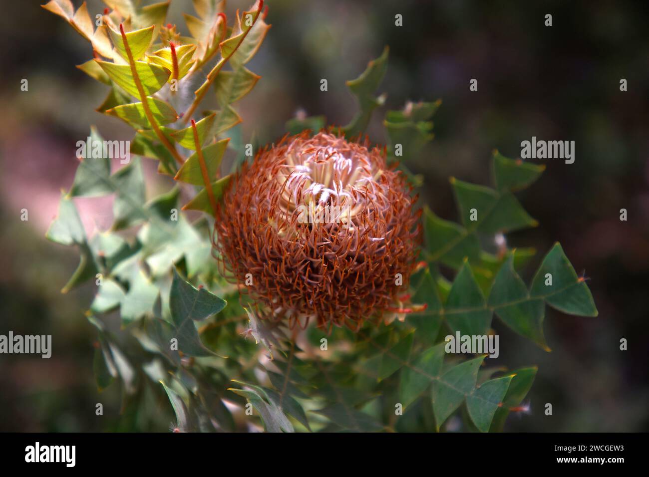 Closeup of the flower of the native plant Banksia baxteri. Stock Photo